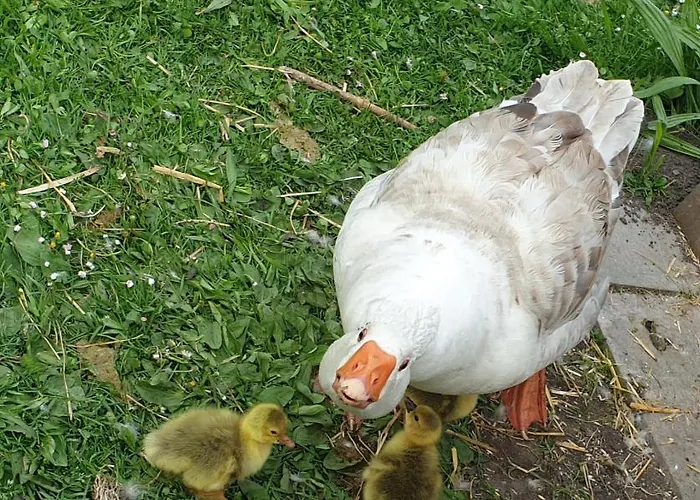 Chrom Ranch Reiterhof メミンゲン